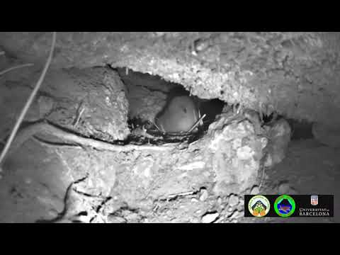2018/02/28 13:47:29 Small Gongon chick arranging the nest