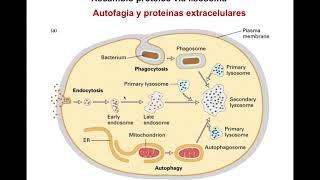 Metabolismo de proteínas - Digestivo, Renal y Endócrino