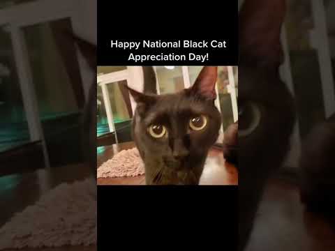 Happy National Black Cat Appreciation Day from my family to yours! #shorts