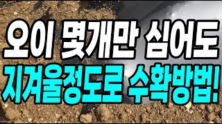 오이 몇개만 심어도 지겨울정도로 계속 수확하는 방법! 심기전에 꼭 보세요!