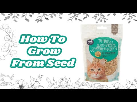 How To Grow From Seed / Whisker Kitty Cat Grass