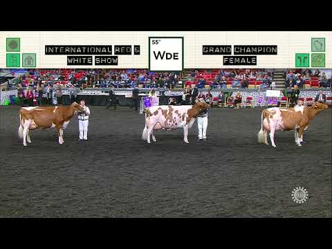 668 RED & WHITE GRAND CHAMPION FEMALE