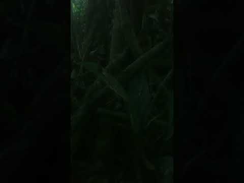A mata não esquece 🌿 | Vale do Ribeira