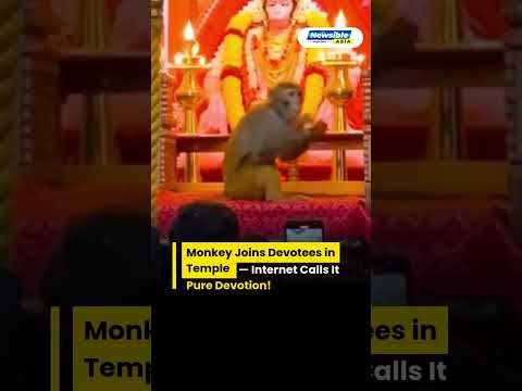Monkey Calmly Joins Devotees Inside Temple, Appears to Pray — Heartwarming Viral Moment