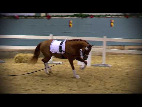 Rubin Royal x Quaterback