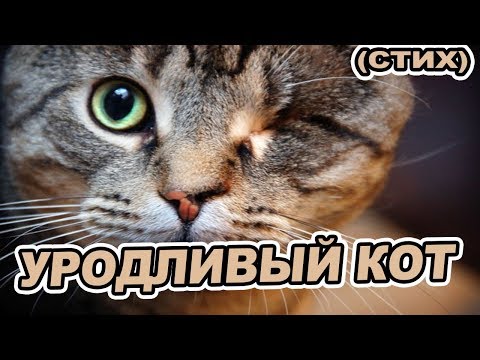 Читаю вслух стихотворение "Уродливый кот" строго не судите