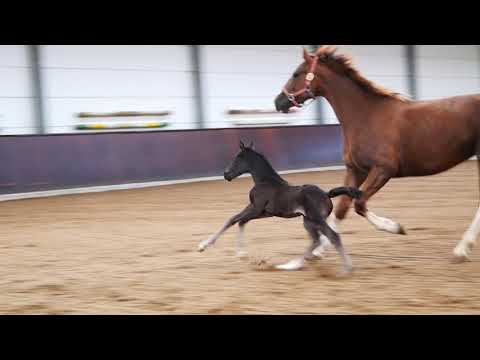 Katarina  KWPN Stute mit 4 Tage altem Fohlen von Secret/ Mai 2019