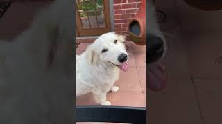 Video preview image #1 Great Pyrenees Puppy For Sale in Spring, TX, USA