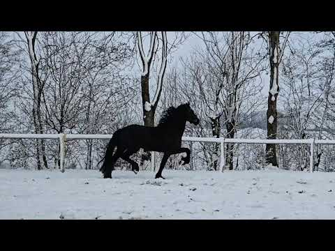 Stal Okkema's Simon - Bastiaan x Tsjalle - Stallion - 2021 - 1.64