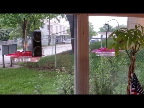 Dual window feeders for the hummingbirds