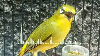 Download lagu Melatih Nembak - Masteran Pleci Nembak Wit Wit Wit Cerrr gacor dor mp3