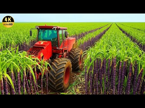How to plant and harvest 1.9 billion tons of sugarcane by machine | Amazing Agricultural Documentary