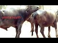 Natural Animal Meeting Cow Bull And Buffalo Hybridmating Crossmeeting