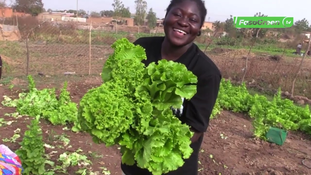 Salade : Tout savoir sur le processus de production