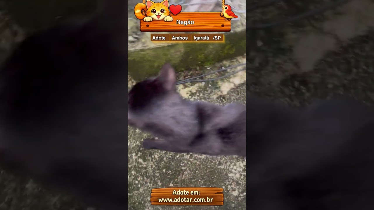 Gato raça SRD-ViraLata idade  nome Negão 