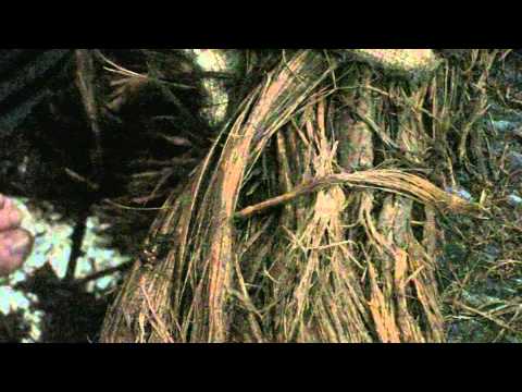 EXCELÊNCIA - FLOR DE JAGUBE - BATEÇÃO