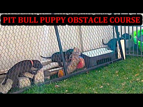 ¡Cachorros de Bindi de 6 a 7 semanas de edad!