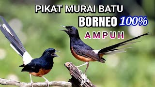 Download lagu 🛑MP3 PIKAT MURAI BATU BORNEO..YANG JAUH BAKAL MENDEKAT❗ mp3