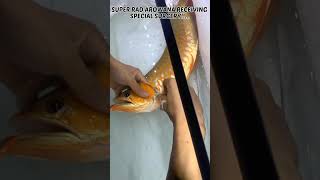 Download lagu Super Red Arowana Receiving Special Surgery!!...😮 #shorts mp3 Download lagu Super Red Arowana Receiving Special Surgery!!...😮 #shorts mp3