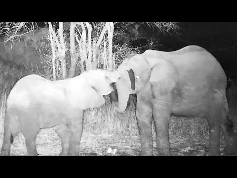Playful elephants at the pan then disappear into the night 10/28/25