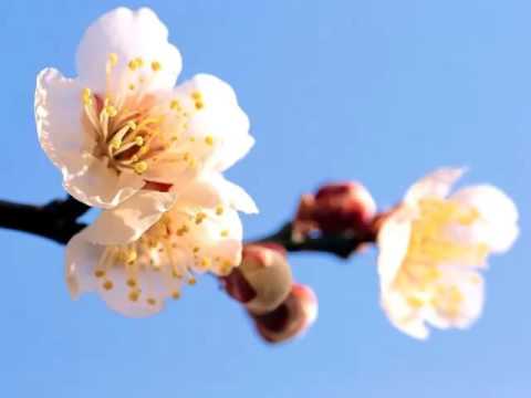 Pocsai Piroska - Tavaszi melódia (elmondja: Péter Mónika)