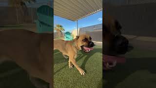 Video preview image #1 Mutt Puppy For Sale in Goodyear, AZ, USA