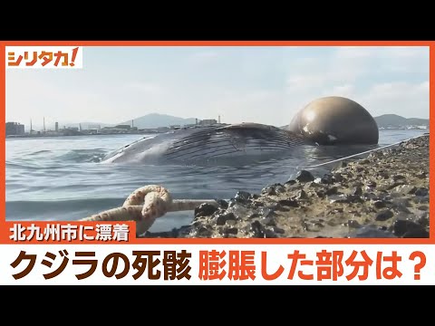 死を伴うクジラ