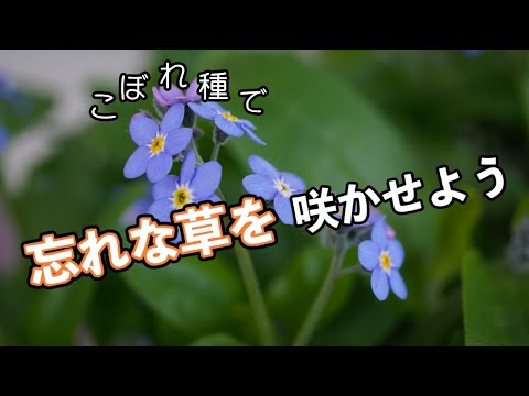 沼地の忘れな草 植物