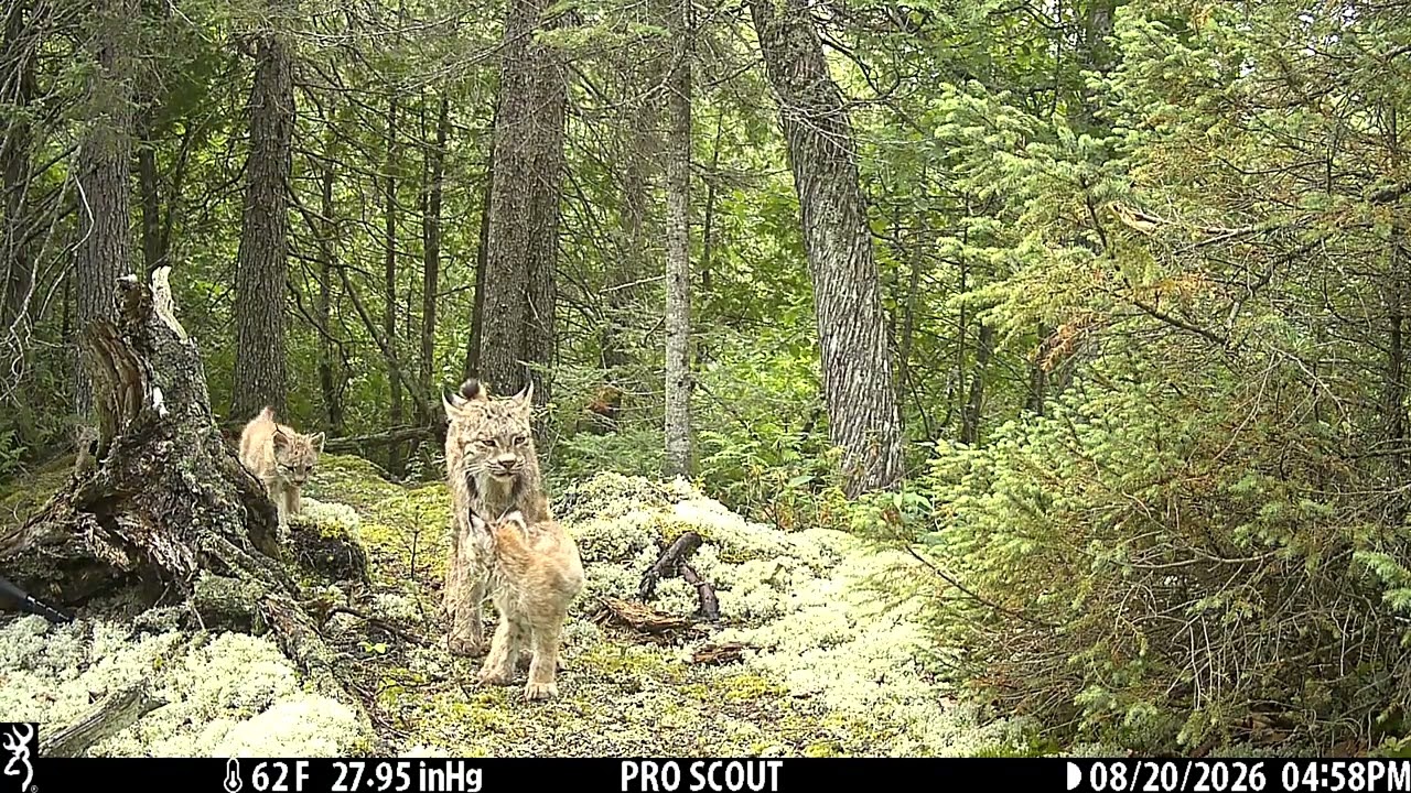 Trail Camera Captures Elusive Lynx Family in Minnesota || ViralHog