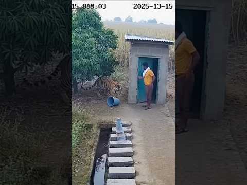(충격)이남자 살았을까? 절대 호랑이 조심! 방심할수 없는 인도 #tiger #tigerattack #인도호랑이