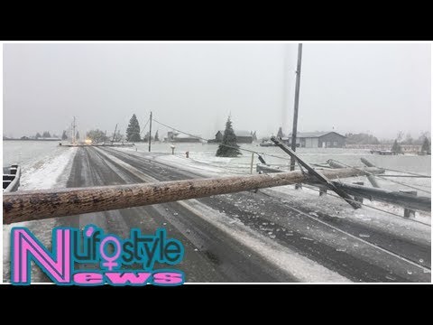 Ice storm bends trees, knocks out power to thousands in whatcom county