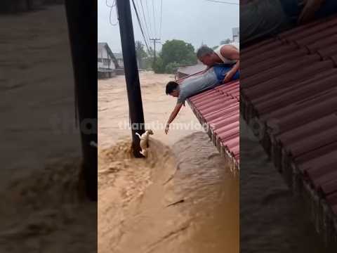 Heart-Stopping Rescue: Dog Holding On for His Life. #doglover #puppy #flood #bagyo #typhoon #rescue
