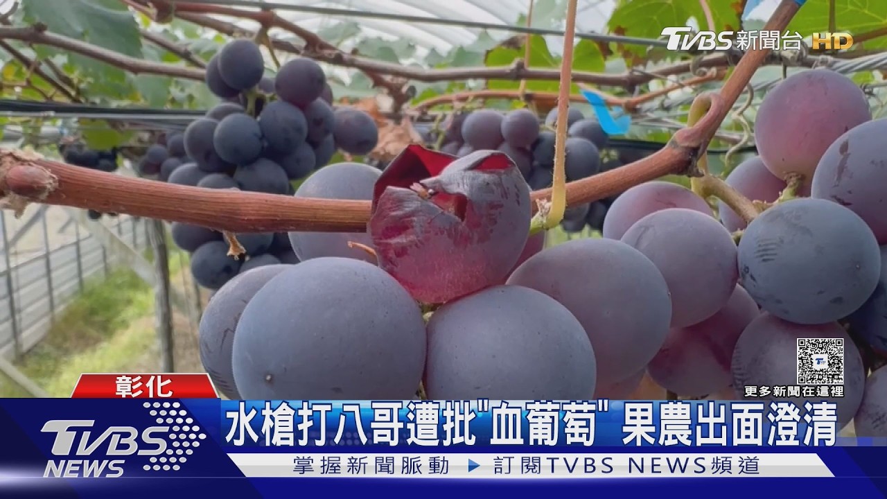 影音/外來種八哥大軍入侵!果農心痛「損失逾6萬」 水槍驅鳥竟遭轟虐待