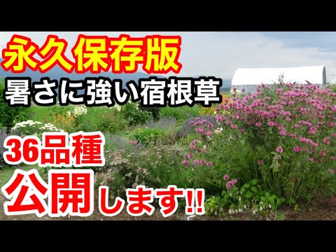 完全なサンベッド用の植物：暑さに強い9つの花  庭園