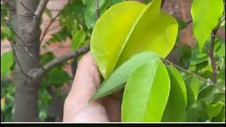 ​#2: Continue to sow flower seeds and improve the soil