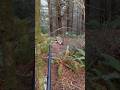 Stud Coastal Oregon Blacktail Buck 10/27/24 #blacktaildeer #bigbuck #bigbuckdown #5x5