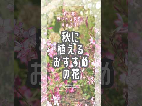 鉢植えのマルチング