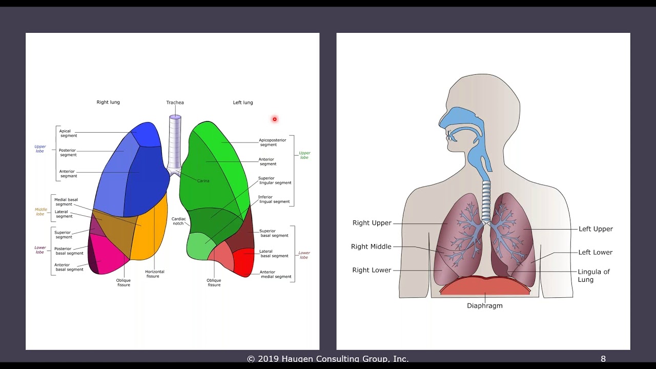 What is the CPT code for lung mass?