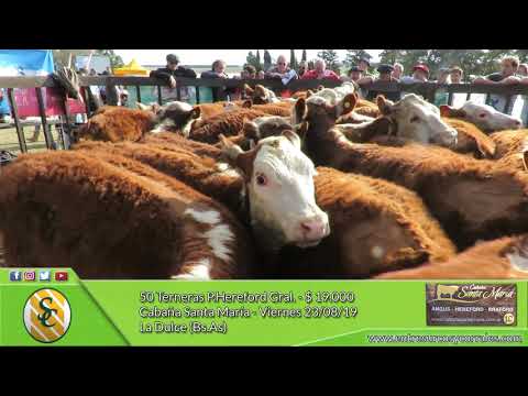 23-08-19 - Venta de Terneras A.Angus y P Hereford - Cabaña Santa María - La Dulce