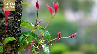 El despertar de los insectos