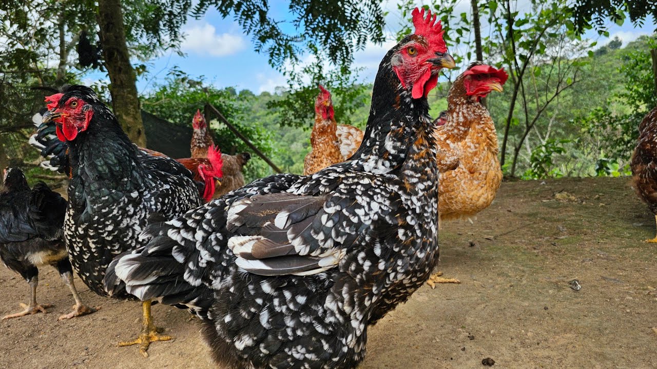 TODOS OS ANIMAIS DO SÍTIO, TODAS AS BAIAS DE GALINHAS E GALPÃO DAS CODORNAS