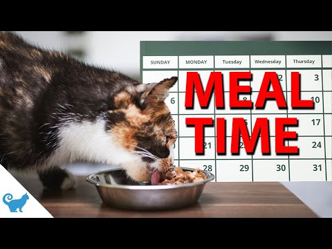 Creating a Healthy Cat Food Schedule: A Step-by-Step Guide