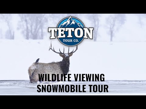 Jackson Hole Wildlife Viewing Snowmobiling Tours