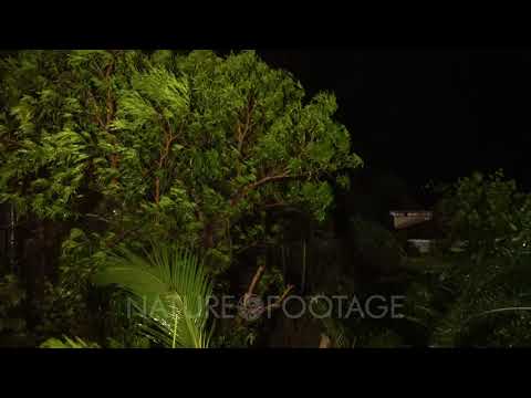 Trees Thrash In Strong Wind At Night From Approaching Hurricane