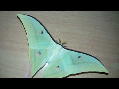 ACTIAS SELENE