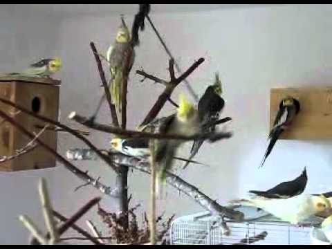 parrots at home 2 papugi w domu 2