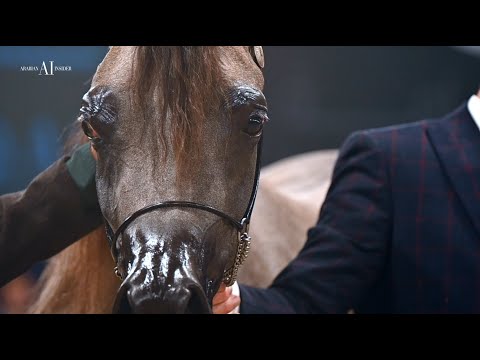 🔮 D BEISAN 🔮 - Junior Fillies Class - 2022 All Nations Cup