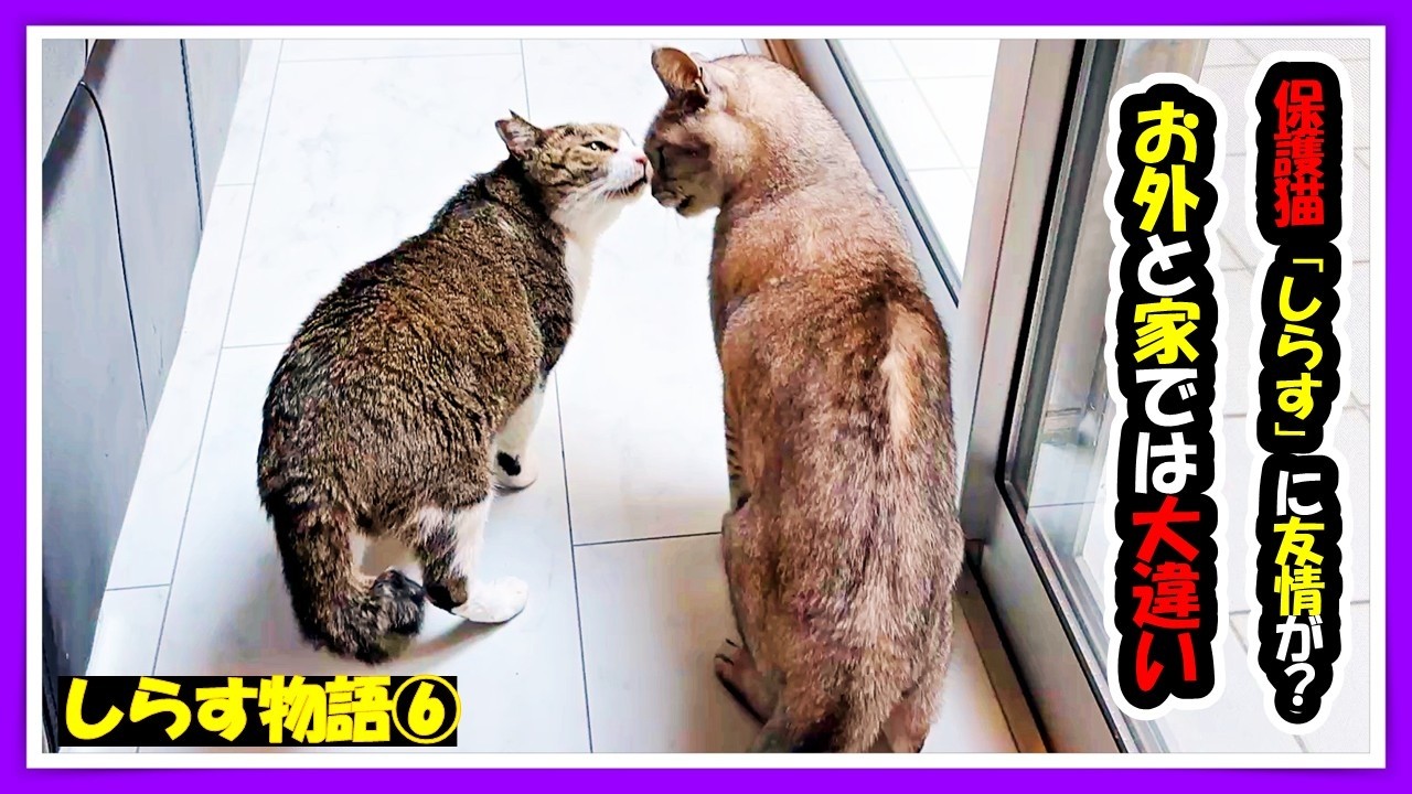 【保護猫😺に友達？】お外ではいじめられっ子だった猫がお家に入ると大変身。そんな猫に家猫「きいた」くんが...我が家の外交官が奮闘中。「しらす」くんの甘えっぷりにも注目を　#猫