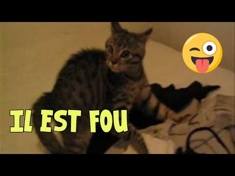 pourquoi mon chat urine partout dans la maison