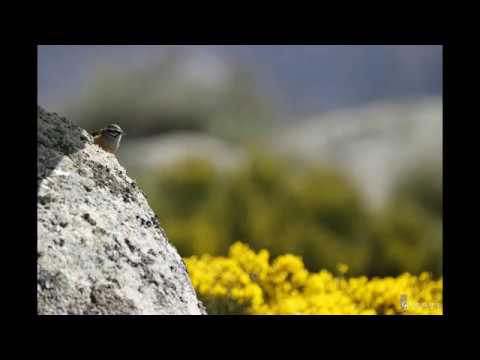 Primavera en el Pinar de Hoyocasero